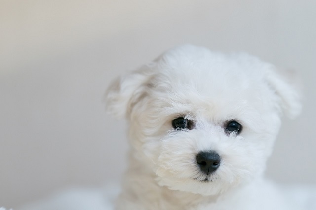 How to Choose the Perfect Bichon Frise: A Comprehensive Guide