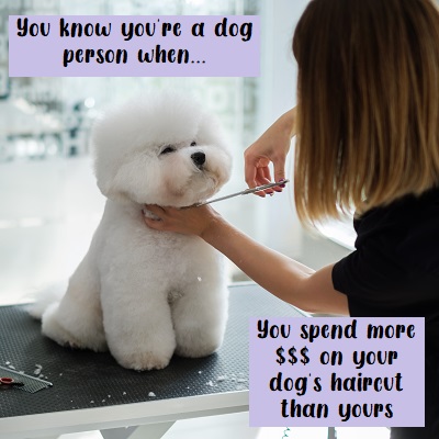 Bichon Frise Meme - haircut cost