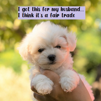 Bichon Frise Fun Memes