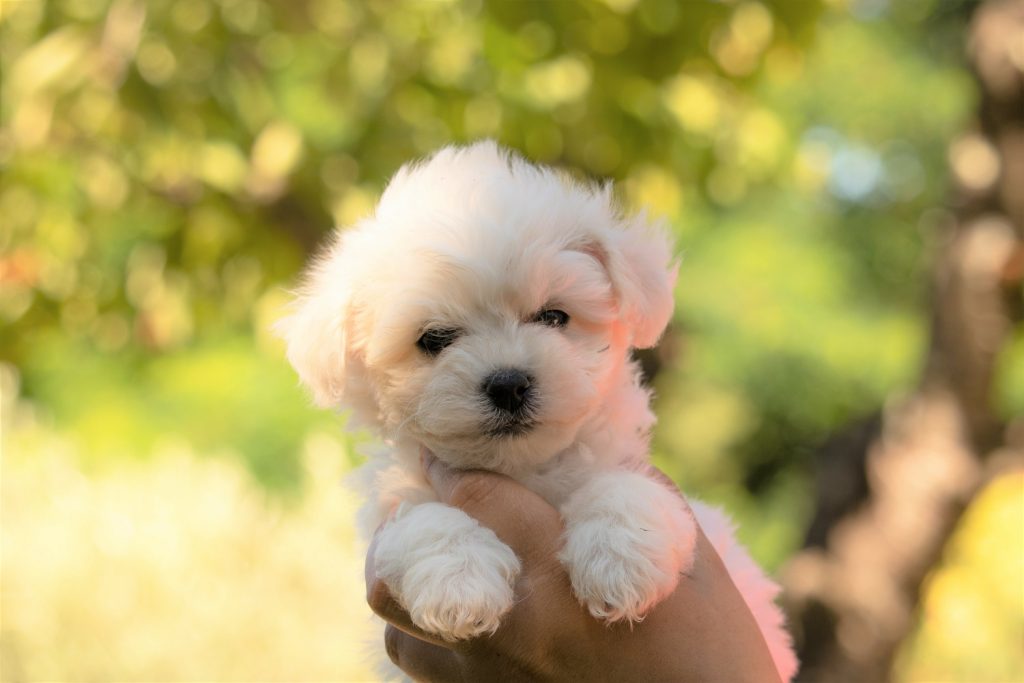 Bichon Frise Names