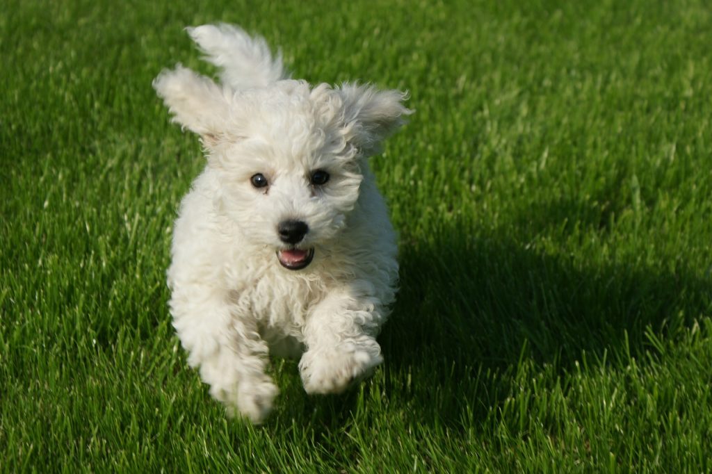 bichon blitz, bichon buzz, bichon zoomies, Frenetic Random Activity Periods or FRAPs