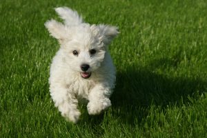 Bichon Blitz – from Bouncy Puppy to Furry Tornado of Joy!