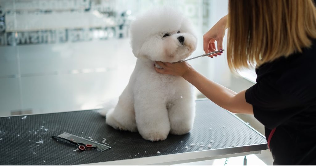 bichon frise haircuts