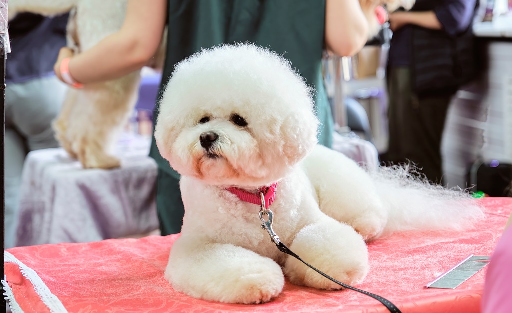 The 5 Best Fluffiest Bichon Frise Haircuts You Must Try Bouncy Bichon   Bichon Frise Haircuts Show Cut 