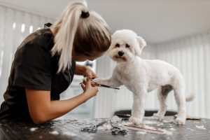 7 Reasons You Should Not Get a Bichon Frise