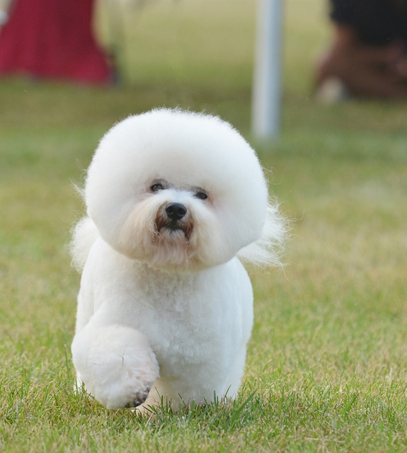 bichon frise hypoallergenic