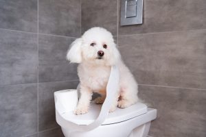 Your Essential Guide to Effective Bichon Frise Potty Training  (Tips and Tricks)