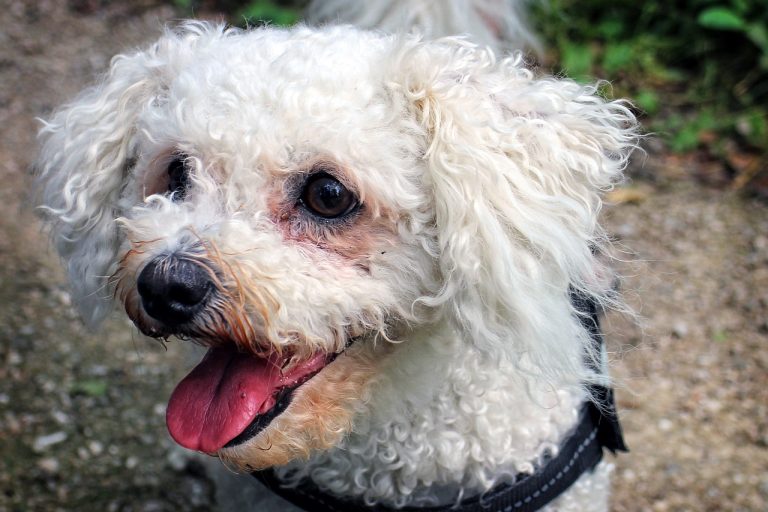 Bichon Frise, How to prevent tear stains on dogs