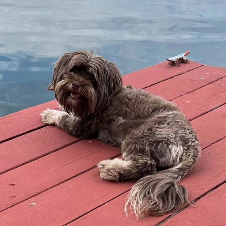 bichon havanese breed