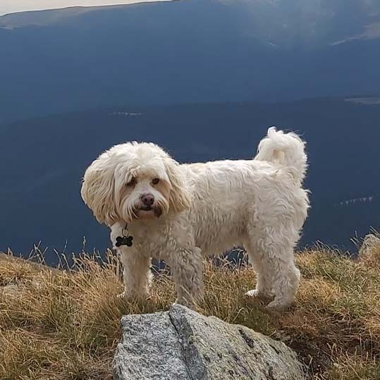 bolonka franzuska breed