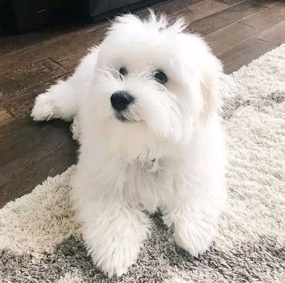 coton de tulear breed