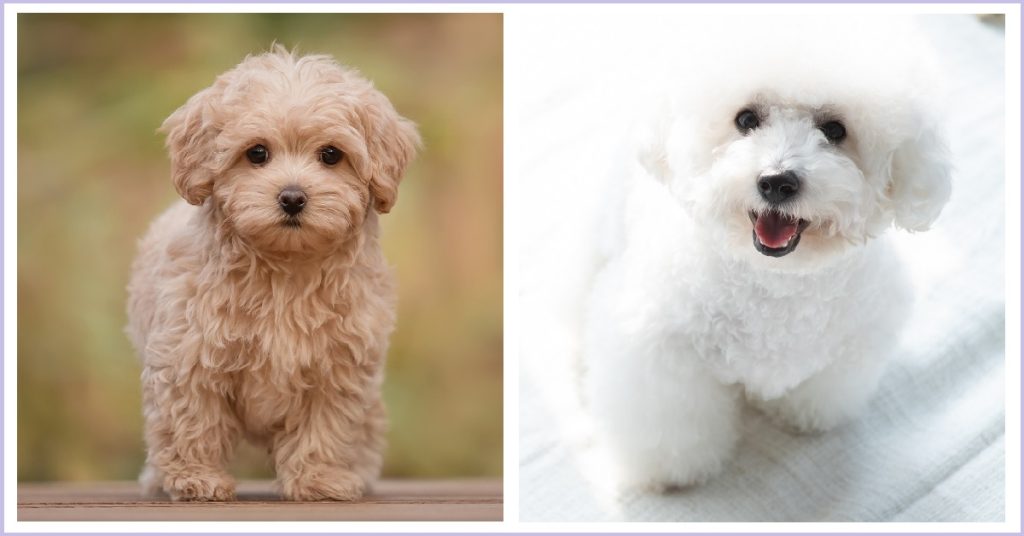 maltipoo vs bichon frise vs maltipoo