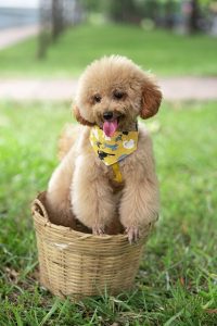 bichon frise hypoallergenic image of poodle