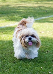 bichon frise hypoallergenic image of shih tzu